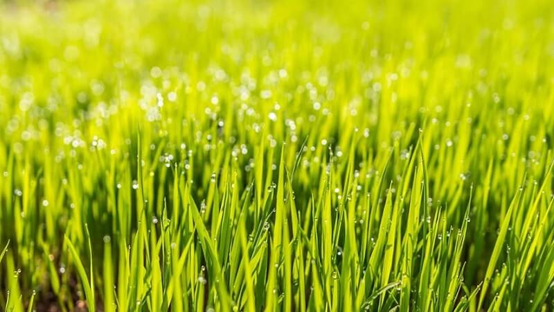 A Complete Guide to Lawn Fertiliser